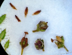 Erica rigidula
