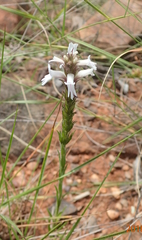 Striga bilabiata bilabiata