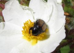 Chasmatopterus villosulus