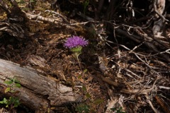 Monardella viridis viridis