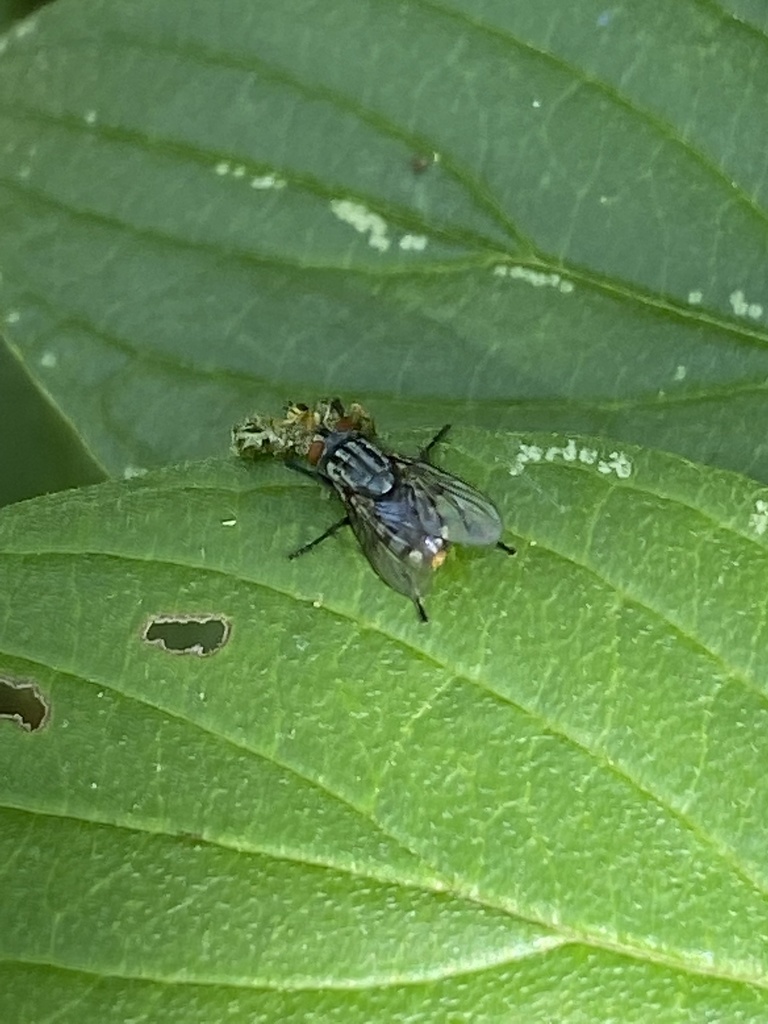 Flesh Flies and Satellite Flies from Balfour Dr, Wappingers Falls, NY