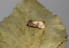 Argyrogramma