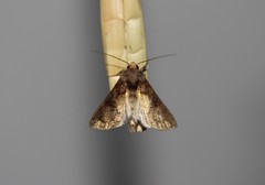 Argyrogramma