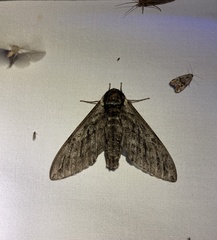 Ceratomia undulosa
