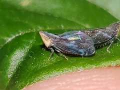 Scaphytopius loricatus