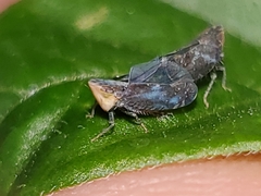 Scaphytopius loricatus