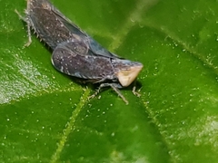 Scaphytopius loricatus