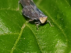 Scaphytopius loricatus