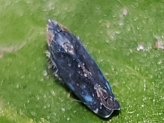 Scaphytopius loricatus