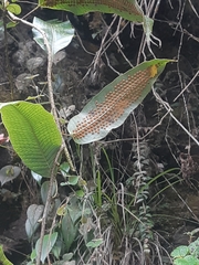 Serpocaulon levigatum