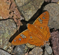 Myscelus amystis hages