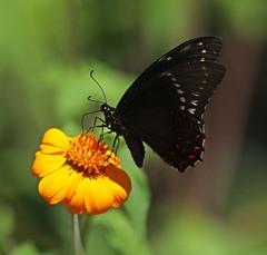 Papilio menatius morelius
