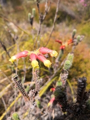 Erica massonii