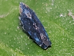 Scaphytopius loricatus