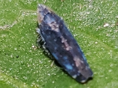 Scaphytopius loricatus