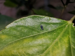 Scaphytopius loricatus