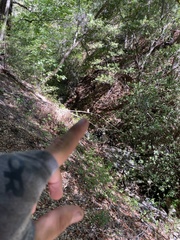 Strix occidentalis occidentalis