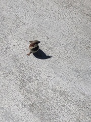 Passer domesticus