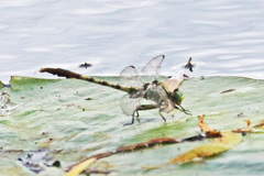 Arigomphus submedianus