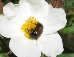 Chasmatopterus villosulus