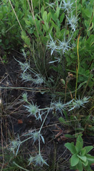 Eryngium petiolatum