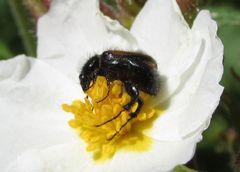 Chasmatopterus villosulus