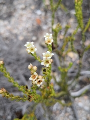 Diosma oppositifolia