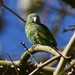 White-winged Parakeet - Photo (c) Holly Merker, some rights reserved (CC BY-NC), uploaded by Holly Merker