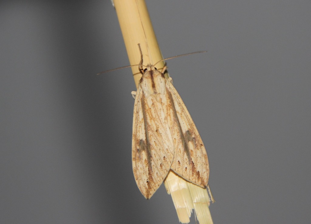 Leucanopsis oruba