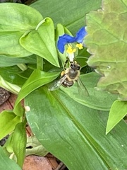 Apis cerana japonica