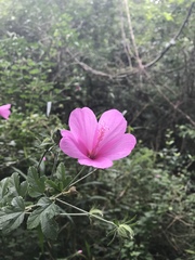 Hibiscus pedunculatus