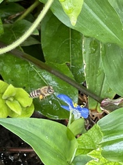 Apis cerana japonica