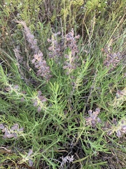 Salvia engelmannii