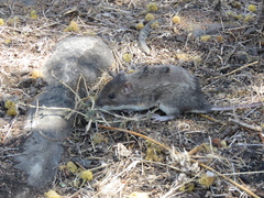 Heteromys irroratus