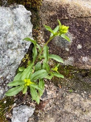 Solidago leiocarpa