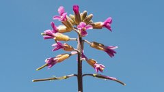 Boechera californica