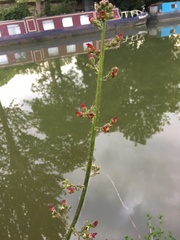 Scrophularia auriculata