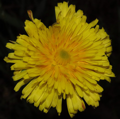Microseris laciniata