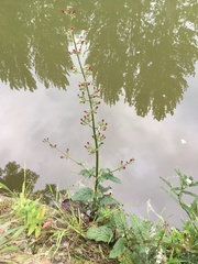Scrophularia auriculata