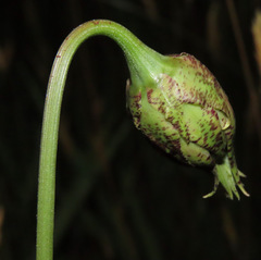 Microseris laciniata