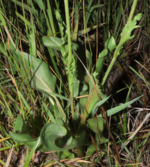 Microseris laciniata