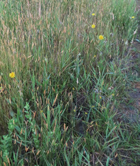 Microseris laciniata