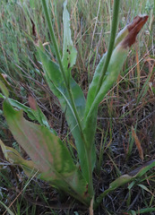 Microseris laciniata
