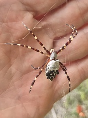 Argiope argentata image