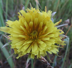 Microseris laciniata