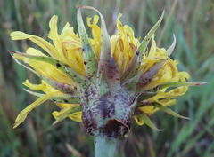 Microseris laciniata
