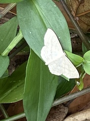Scopula coniaria