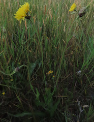 Microseris laciniata