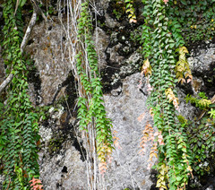 Sphyrospermum sodiroi