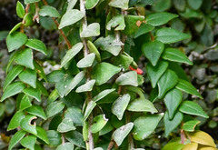 Sphyrospermum sodiroi